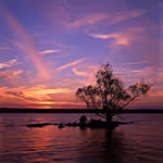 Rivertree_1_md.jpg